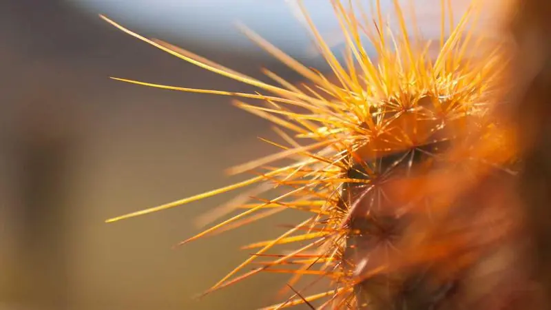 Automatiser l'Onboarding des Fans OFM avec l'IA